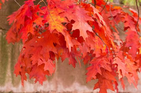 Red Oak Branches With Autumn Leaves Hanging Down Close Up Stock Image