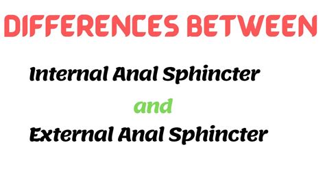 internal anal sphincter vs external anal sphincter youtube