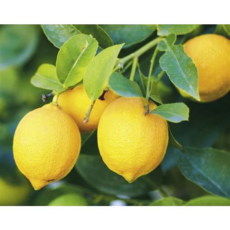 Lisbon Lemon Tree Store Tomorrows Harvest By Burchell Nursery