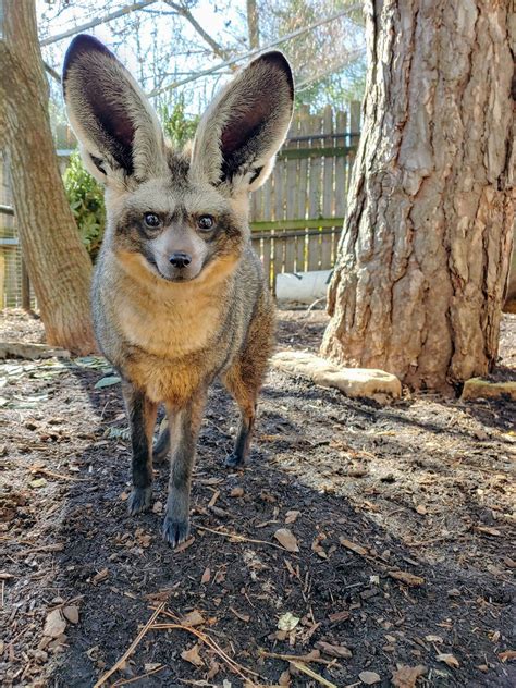 Bat Eared Fox Rdidntknowthatexisted