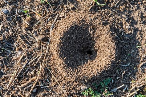 Small Holes In Lawn Overnight Main Causes And Fixes Lawn Advisors
