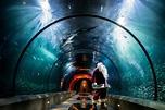 Explore Sea Of Lights At The Oregon Coast Aquarium This December