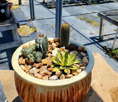 Cactus Container Garden Container Gardening Succulents Annual Flowers