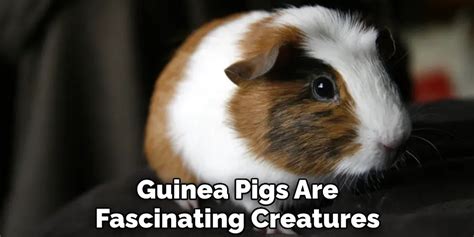 Guinea Pig Spiritual Meaning Symbolism And Totem 2023