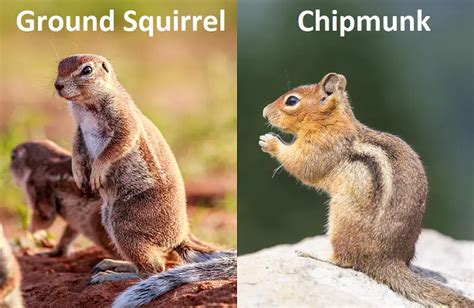 Ground Squirrel Vs Chipmunk What Are The Differences