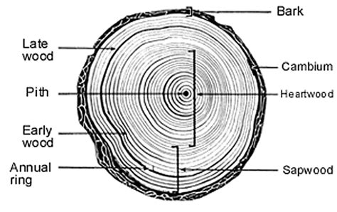 1000 Images About Inspiration Trees Cross Sections On