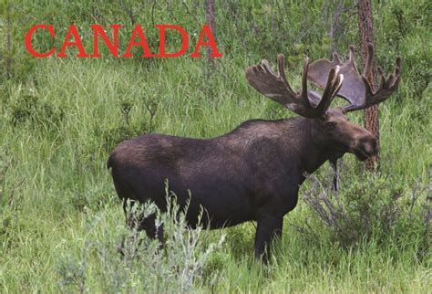 Canada Postcard The Canadian Moose Aandd Fiesta