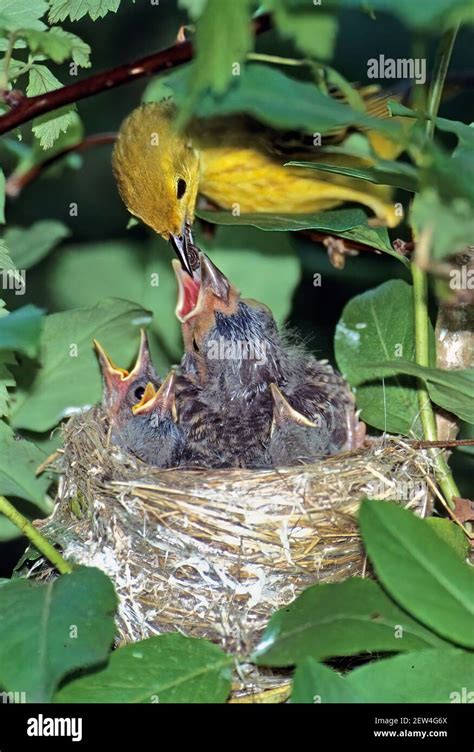 Cowbird Nest Hi Res Stock Photography And Images Alamy
