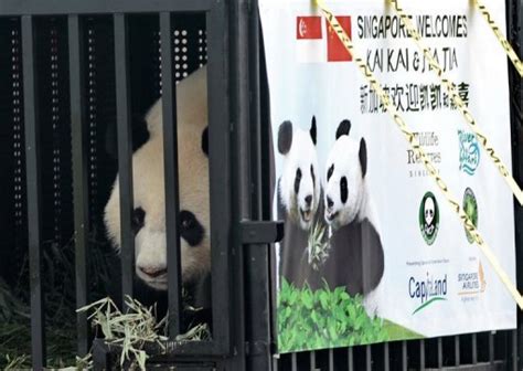 Singapore Gives Vip Welcome To Chinese Pandas