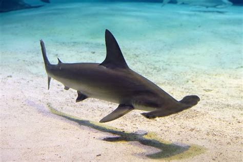 アカシュモクザメ 美ら海生き物図鑑 沖縄美ら海水族館 沖縄の美ら海を、次の世代へ。