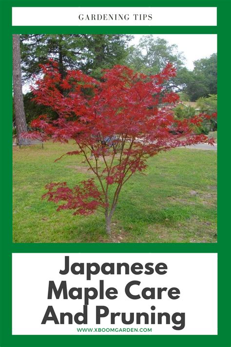 Japanese Maple Care And Pruning In Pruning Japanese Maples