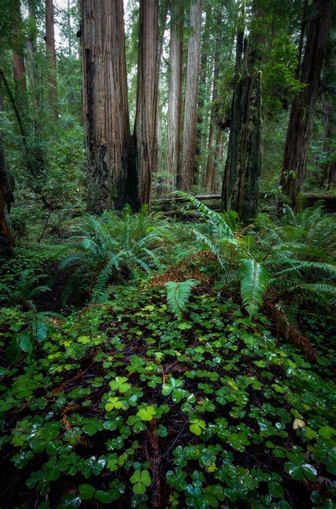 Primordial Forests Redwood Np Ca 1320x2000 Nature Photography