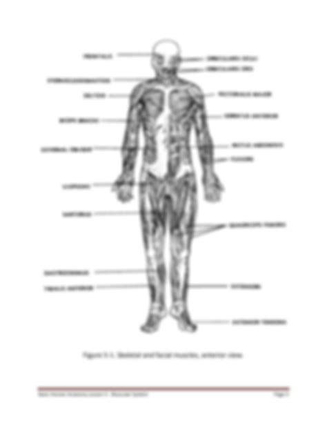 Solution Basic Human Anatomy Muscular System Studypool