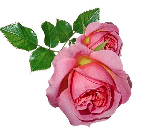 Rosas Flores Folhas Foto Gratuita No Pixabay