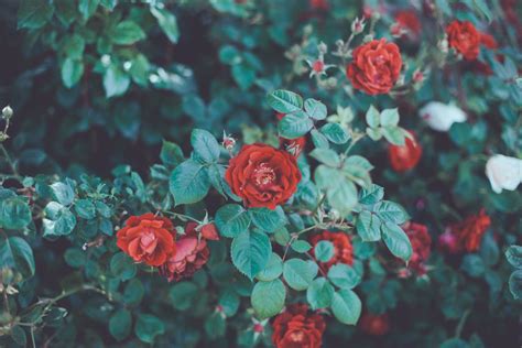 Naturey Moments Red Roses Wallpaper Red Roses Rose Background
