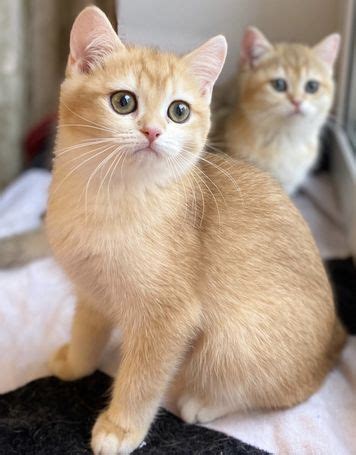 Myeyebb offers cheap colored eye contact. Golden British shorthair kitten - Dogs - Cats Classifieds ...