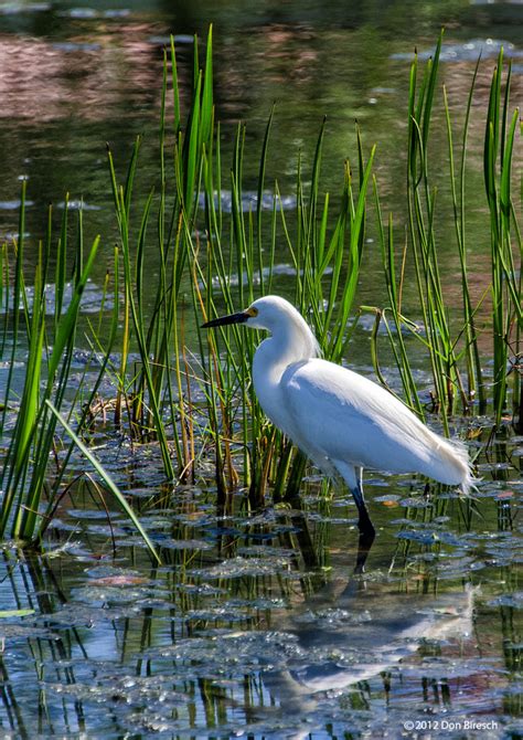 Waterfowl Emerson Point Park Florida Waterfowl Emerson Po Flickr