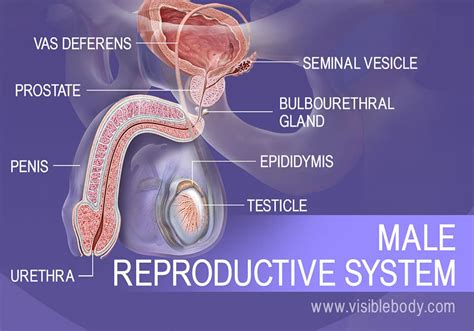 Essential Organs Of Male Reproductive System Male Reproductive System Recorded Lecture