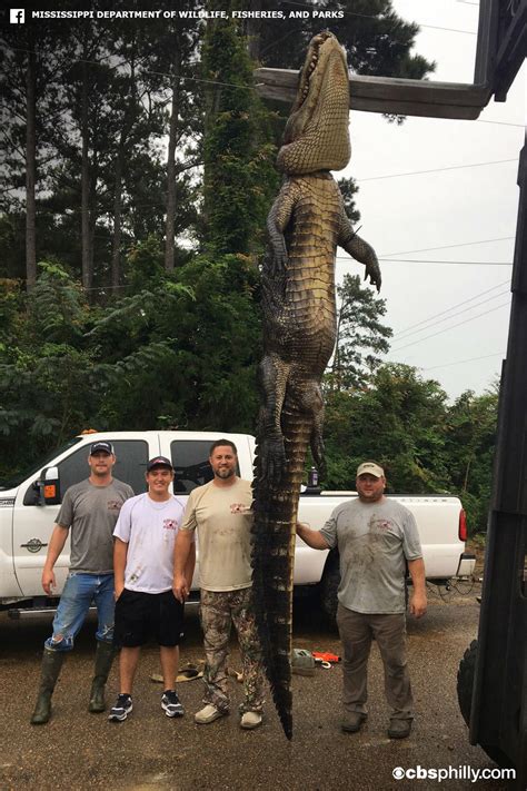 Massive 766 Pound Gator Sets Record In Mississippi Cbs Philadelphia