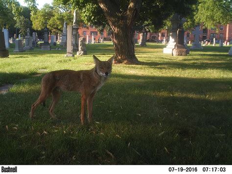 Coyote Attacks Are Rare Says Lincoln Park Zoo Expert Chicago News Wttw