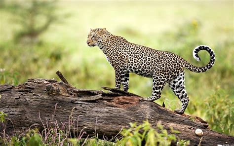 Leopard Wildlife Wallpapers Hd Wallpapers Id