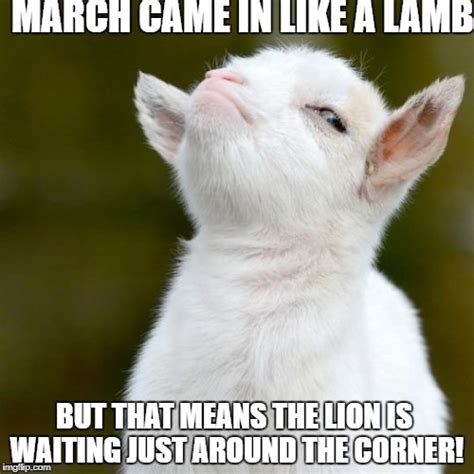 Image Tagged In Suspicious Lamb Imgflip