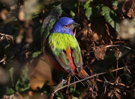 marie winn s central park nature news incredible bird