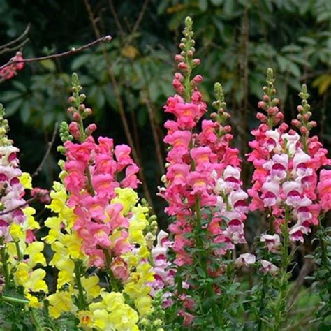 Shiatoshi Snapdragon Flower Germination Growing Care Use And Its