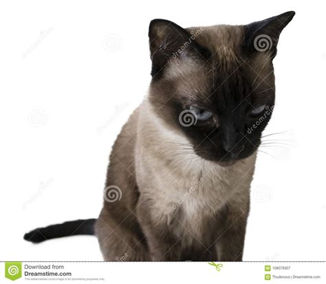 Angry Cat Siamese Cat Staring Hatefully At The Camera Stock Image