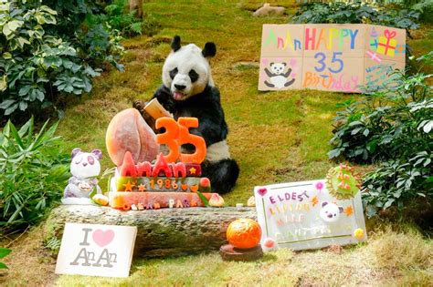 Oldest Zoo Panda In The World Celebrates 35th Birthday