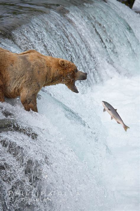 Brown Bear Catching Salmon Ursus Arctos Brooks River Katmai National