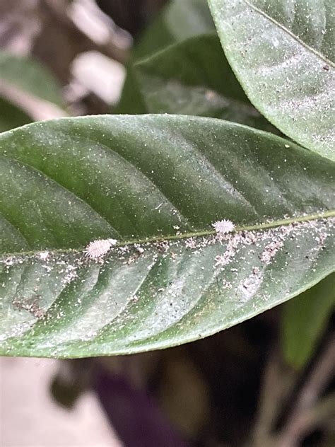 What Is This Strange White Bug On My Plants Rwhatsthisbug