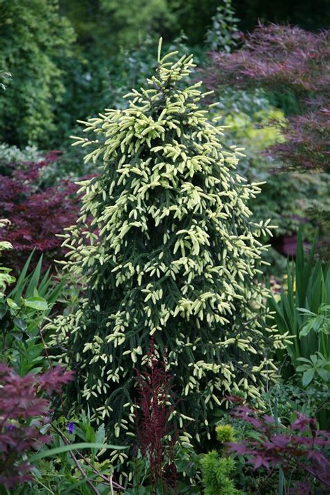 Song birds and fur bearers also frequent these. Picea Orientalis 'Aurea Spicata' (Aurea Oriental spruce) a ...