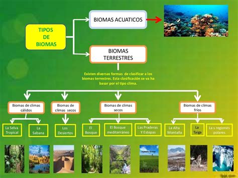 25 Clasificacion De Los Biomas PNG Dato Mapa