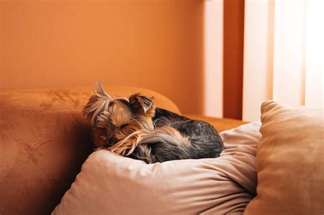 Cute Dog Sleeping On A Sofa Pillow Free Stock Photo Picjumbo