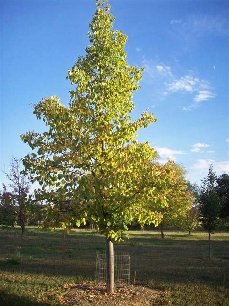 Glenleven Linden — Affordable Trees