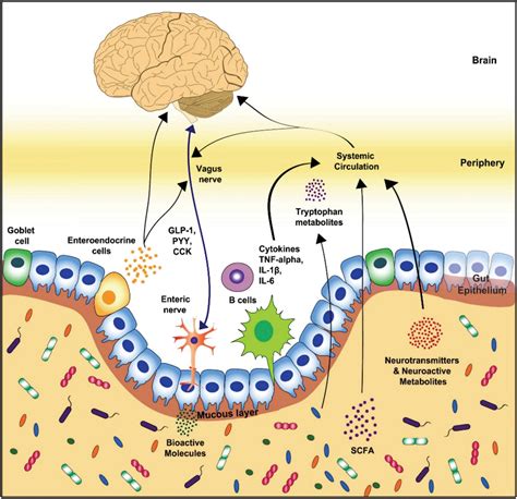 The Interplay Between The Gut Brain Axis And The Microbiome A