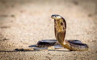 Cobra Snake King