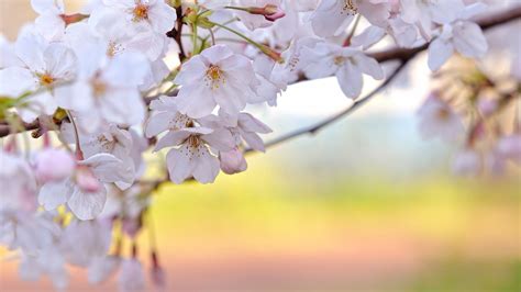 White Blossom Flowers Branches Hd Spring Wallpapers Hd Wallpapers