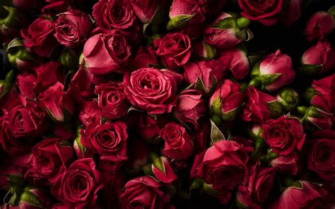 Download 3840x2400 Pink Roses Buds Flowers 4k Wallpaper 4k Ultra Hd