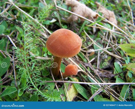 Brown Poisonous Mushroom Stock Image Image Of Forest 53740647