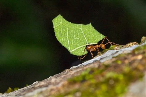 What Do Garden Ants Eat Home And Garden Expert