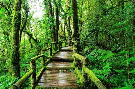 Premium Photo Beautiful Rain Forest At Ang Ka Nature Trail In Doi