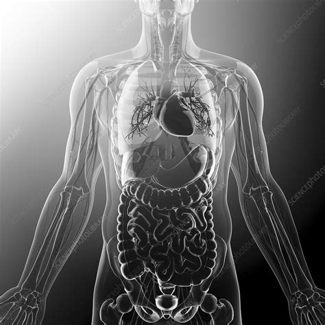 Human Internal Organs Artwork Stock Image F008 7331 Science