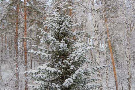 Siberian Winter Forest With Pine Trees On Slope Stock Photo Image Of