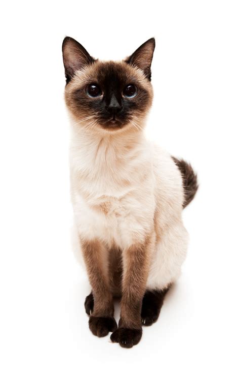 It is just that difficult to are snowshoe cats hypoallergenic? Check Out the Distinct Personality of the Snowshoe Siamese ...