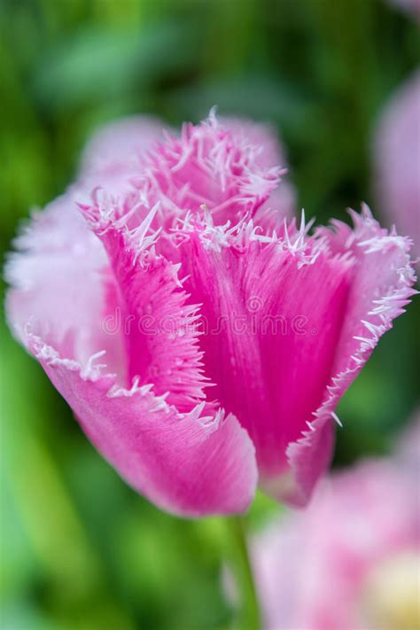 Pink Fringed Tulip Macro Stock Photo Image Of Blossom 40091110