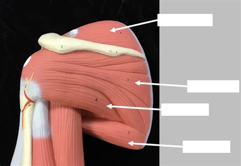 Shoulder Labeling Posterior View Diagram Quizlet