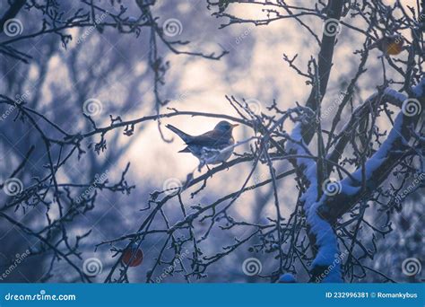 Thrush Fieldfare Bird On A Tree In Winter Stock Image Image Of Apple