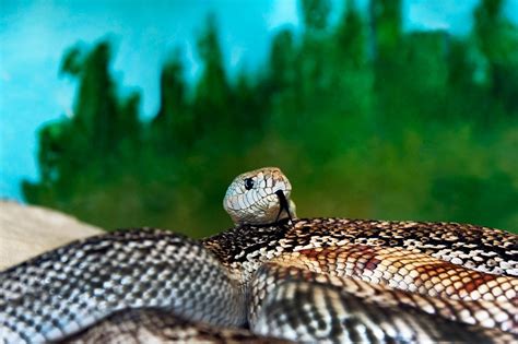 There are 3,600 species of snake. Identifying Florida Snakes? | ThriftyFun